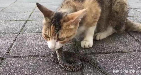 很多人都怕蛇,但是猫却不怕,这是为什么