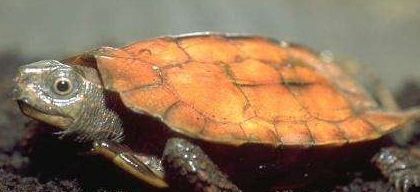 饲养枫叶龟的过程中需要注意的地方,你们了解吗