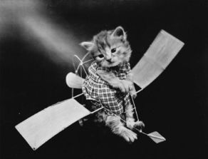 来自1914年的猫咪摄影 