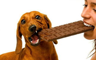 爱狗人士请千万记住,狗狗吃巧克力会致死 