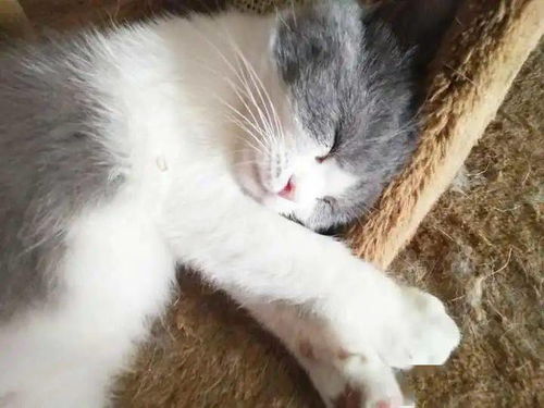 解密猫咪的睡姿,不同睡姿意义不同,你家猫是哪种