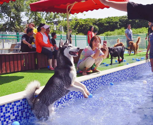 这个夏天我家狗要学会了游泳