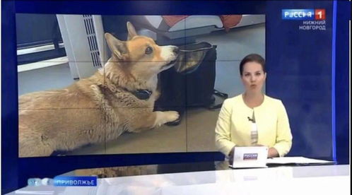俄罗斯唯一一只柯基警犬退役了,网友 我家小短腿可以继任上岗