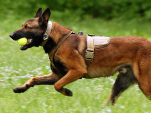 养宠知识 马犬厌食久了营养不良,马犬厌食不爱吃东西