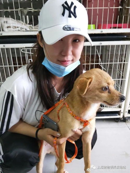 上海宠物救助站成立了已经二十年了,期间经历了很多困苦和无奈,一把心酸的眼泪,求大家支持,求转发