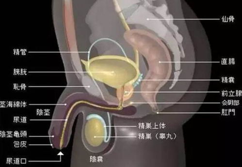 尿道感染的引发原因是什么 人们应如何预防 又是如何治疗的