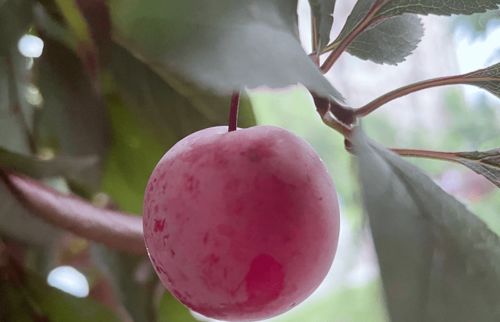红叶李什么时候成熟,红叶李果子和李子有什么不同？