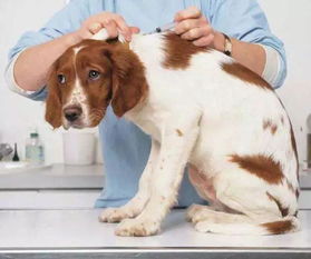 你以为给狗狗打了疫苗就完事了 关键一步没有做,等于白打