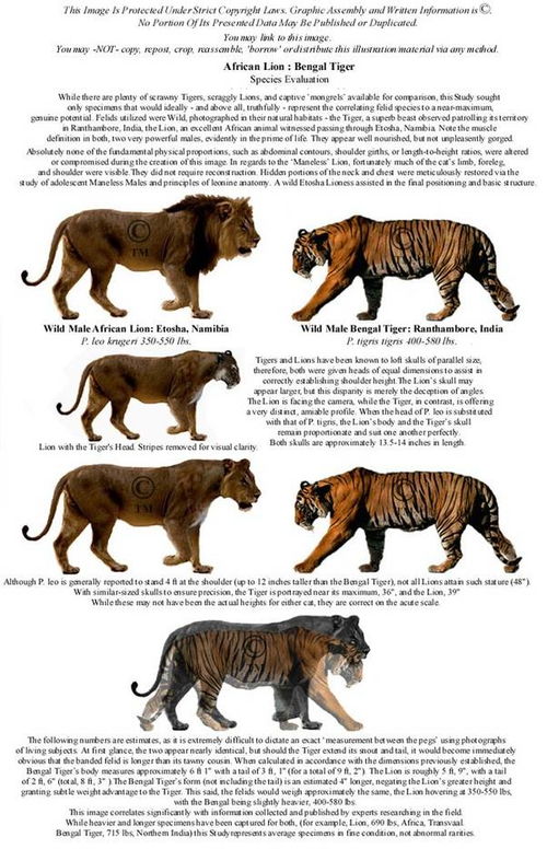 如果不存在理论上的单挑,那么狮子和老虎谁是最强的掠食者