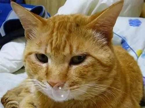 猫喷黄鼻涕都大半年了