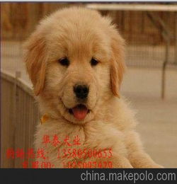 广州金毛犬 广州金毛犬出售 广州金毛寻回犬价格 买卖广州金毛