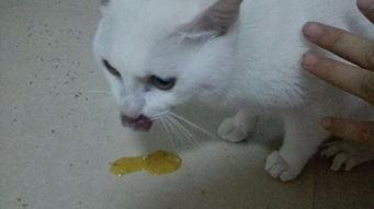 猫咪吐黄水拉稀,小猫拉肚子吐黄水怎么办有什么特效方法吗 
