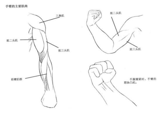 漫画人物手臂怎么画 手臂的绘制方法教程