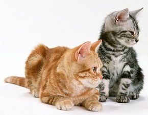 猫咪肚子圆鼓鼓的是消化不良吗,怎么会消化不良