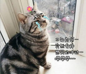 猫咪盯着窗外一动不动,主人好奇走上前一看,尴尬症都要犯了 
