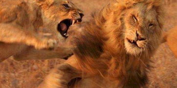 一只饥饿的老虎遇上一只同样饥饿的狮子, 你猜结果如何