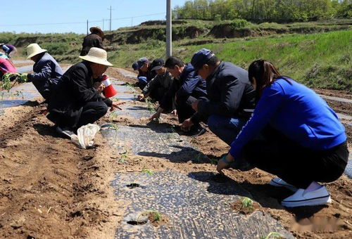 清水 万寿菊产业蹚出乡村振兴新路子