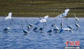 甘肃敦煌湿地白鹭翔集 恰似金秋塞上风情画卷