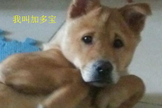 给狗狗和猫咪取名字也不能太随意了吧,这些宠主都是认真的嘛