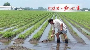 百科 再生稻如何栽培获高产 再生稻高产栽培技术 