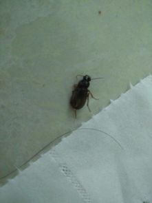 这是什么虫子啊,看起来像蟑螂,但是蟑螂的触角没见过这么短的啊 