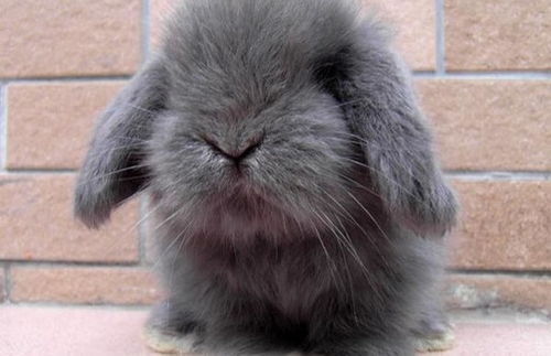 哪种兔子最聪明 