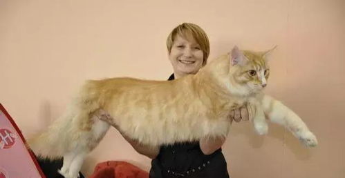 巨猫,一只可以吃到你破产的缅因猫