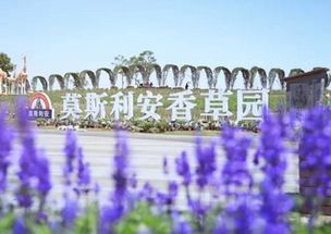 到光明莫斯利安香草园乘什么公交车(莫斯利安香草园免费停车场)