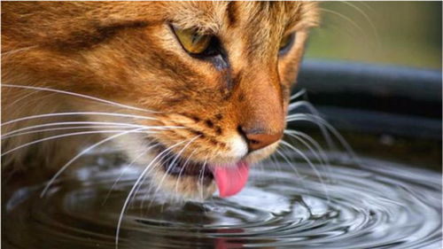 为啥猫喝水干净优雅,但是狗喝水就很埋汰 原来真的有区别 