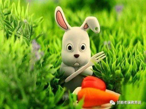 兔子爱吃什么