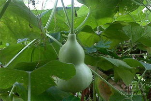 葫芦瓜的做法大全 葫芦瓜图片 功效与作用 孕妇可以吃葫芦瓜吗 土巴兔家居百科 
