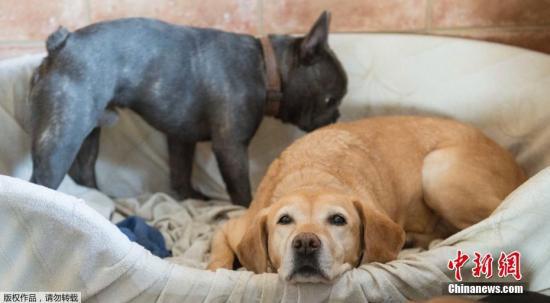 每天至少遛狗两次 德国养狗新规引发争议讨论 图