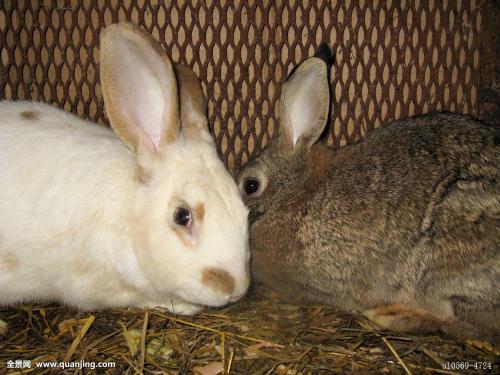 兔子一般一年生多少窝 