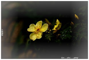 光影花朵拍照怎么弄好看 花卉光影