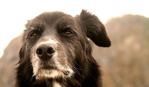四个因素影响狗狗性格,不是所有金毛都是暖男,后天的影响也很大