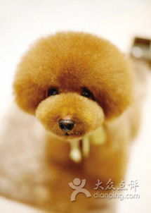 棉布私宠物 泰迪图片 北京宠物 