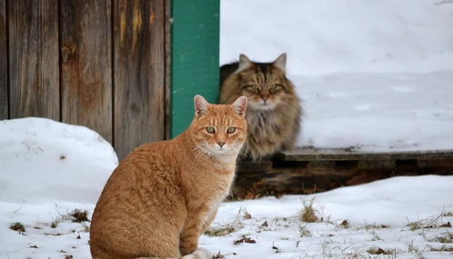 家里养猫的一定要重视 猫咪在冬天最容易得这3种病