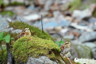 云南迪庆 摄影师记录黑颈长尾雉雏鸟野外活动珍贵照片