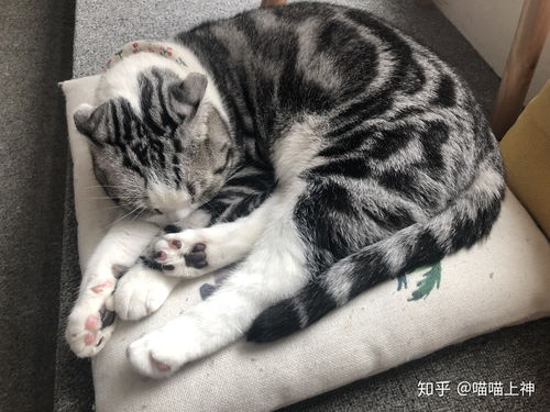 猫咪恨主人的十种表现,猫咪被暴打后的症状 