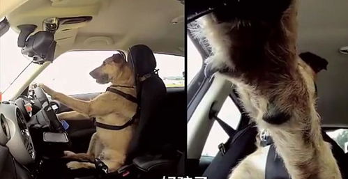 工作人员训练3只狗开车,它们仅用8周就学会了 感觉有被冒犯到