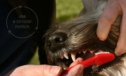 老年狗狗需要拔牙吗 拔牙可帮狗狗重拾食欲,每周帮狗刷牙能预防