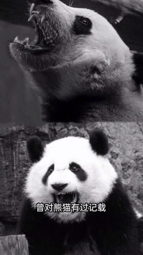 大熊猫在古代的待遇如何 