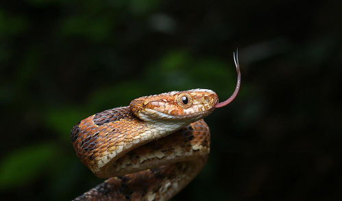 湖南的绞花林蛇,又叫大头蛇,弱毒性蛇
