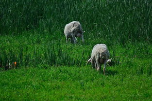 有些臭味的河沟里看到了羊群