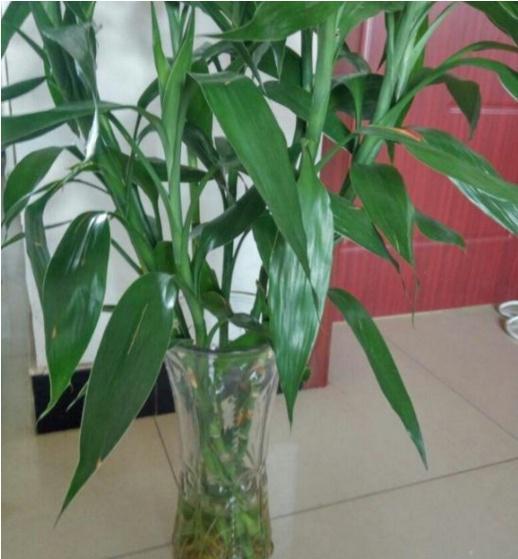 买的富贵竹能同时用营养液和生根粉吗？
