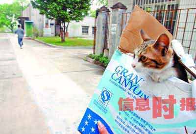 广州高校兴养宠物热 大学宿舍变成猫狗乐园