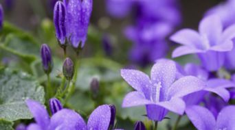 紫色花的名字和花语最主要的是图片 信息评鉴中心 酷米资讯 Kumizx Com