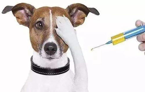 2022年度青浦区犬只狂犬病免疫点有哪些