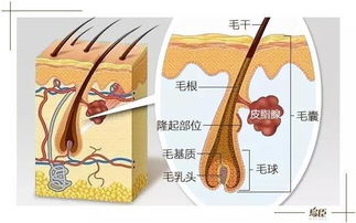 乌臣育发液效果怎么样 不长头发就是毛囊坏死