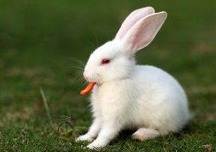 兔子的传说有哪些